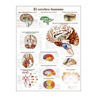 Tableau d'anatomie : cerveau humain